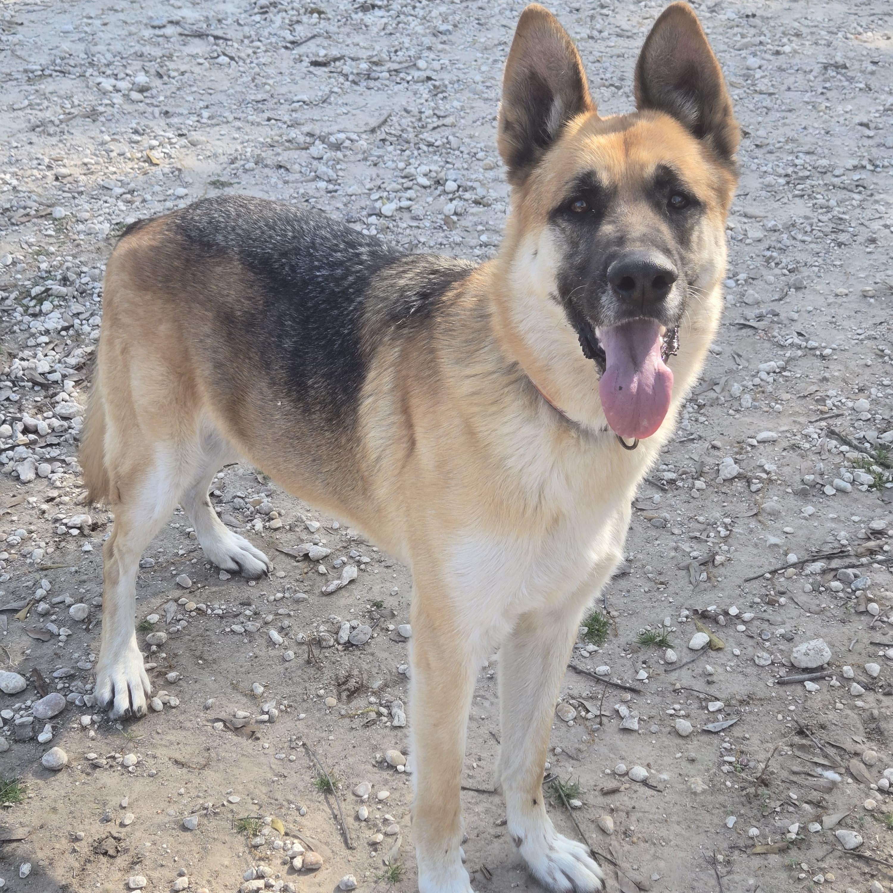 Ash, a ADOPTABLE German Shepherd Dog in Houston, TX image 3/3