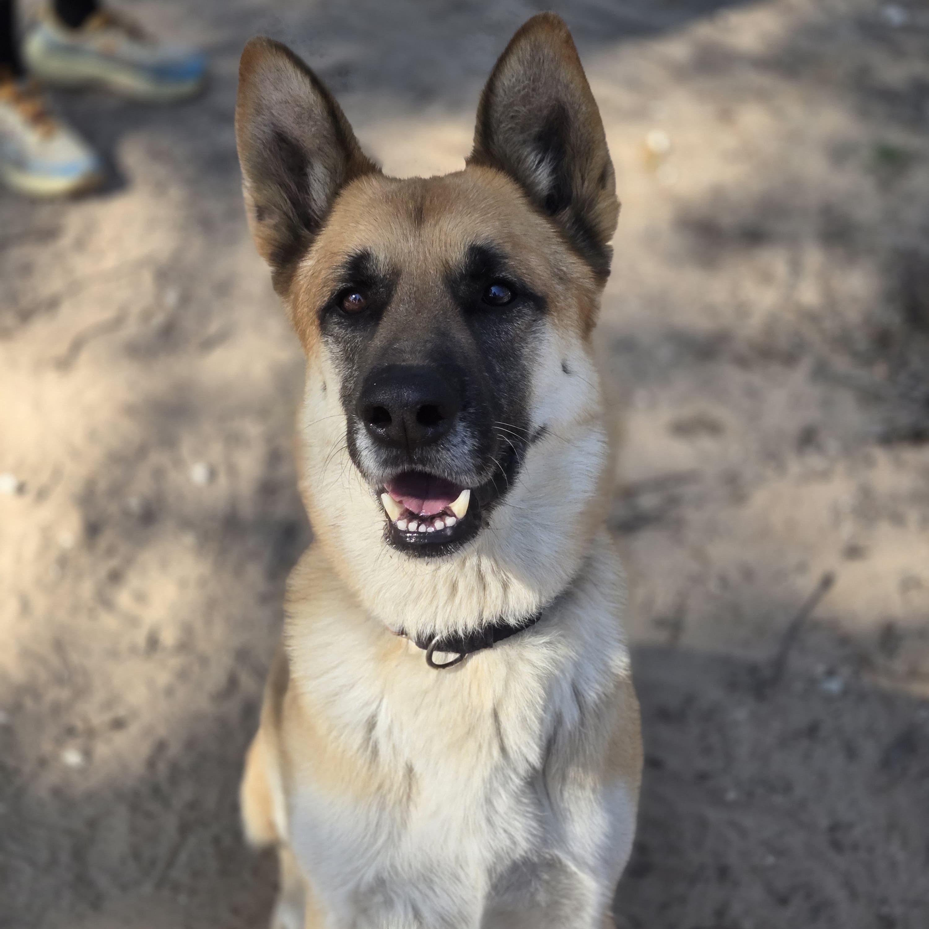 Ash, a ADOPTABLE German Shepherd Dog in Houston, TX image 1/3
