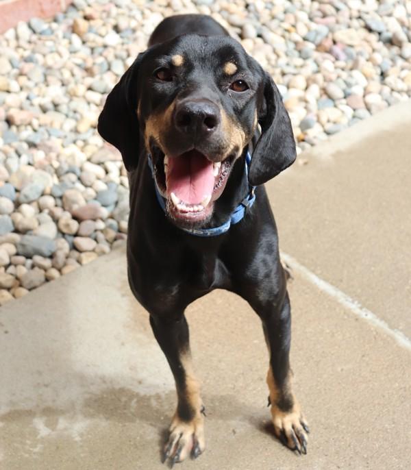 Enlarge Voodoo, a Adoptable mixed breed in Sioux City, IA image 1/2