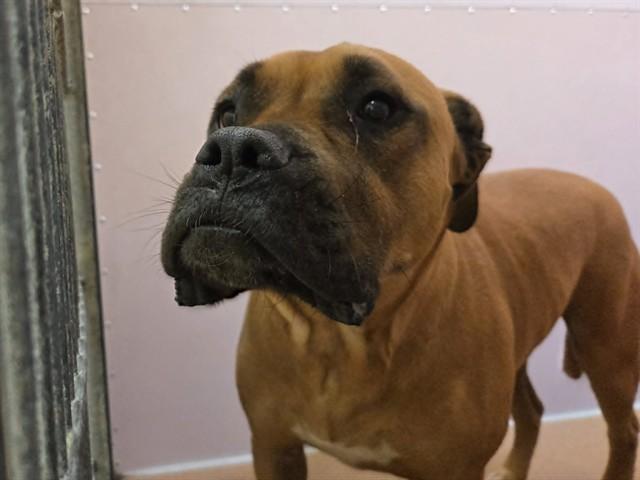 STACEY, Adoptable, Adult Female Mastiff.