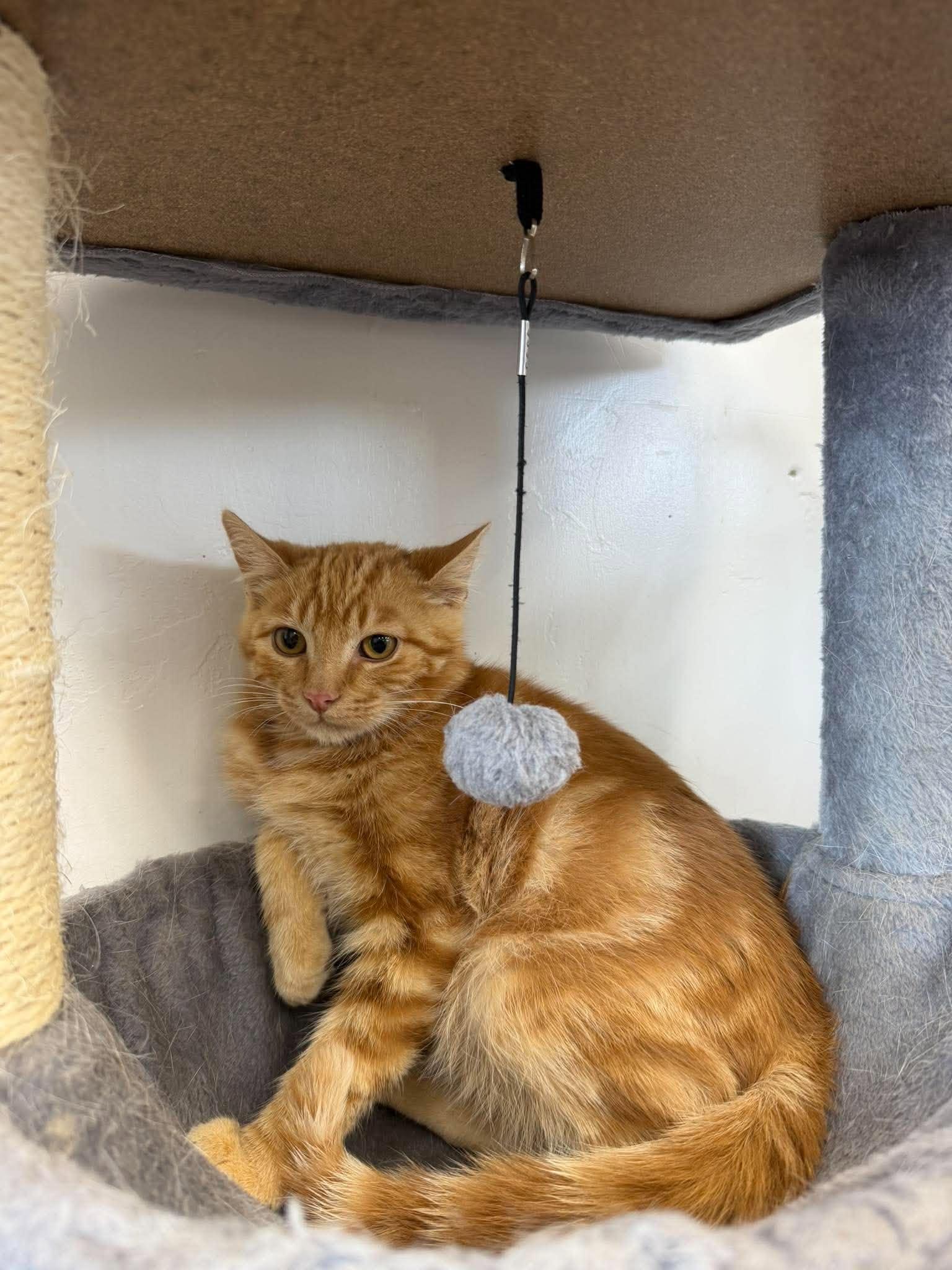Enlarge Athie, a Adoptable Domestic Short Hair in Roosevelt, UT image 5/5
