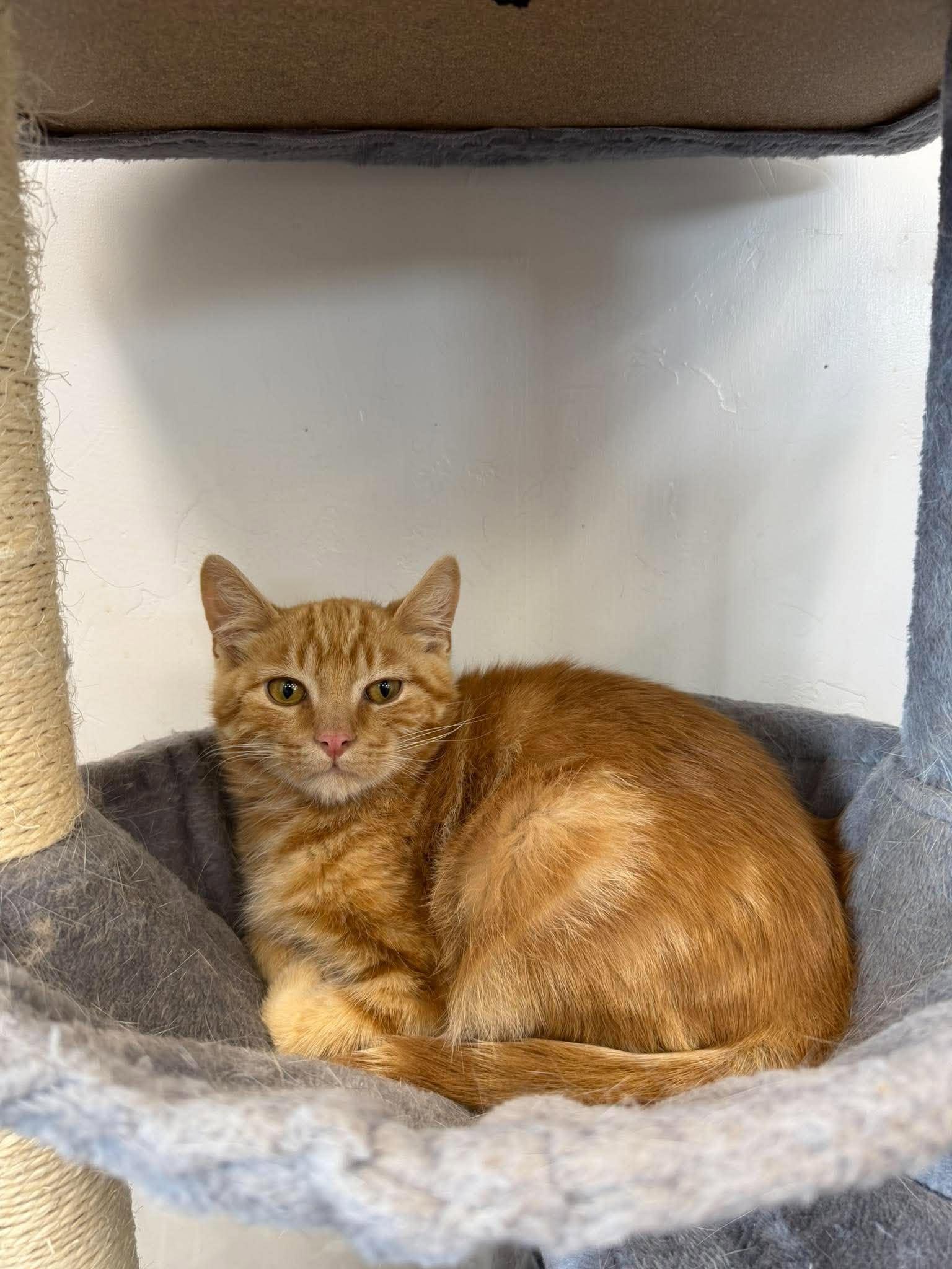Enlarge Athie, a Adoptable Domestic Short Hair in Roosevelt, UT image 4/5