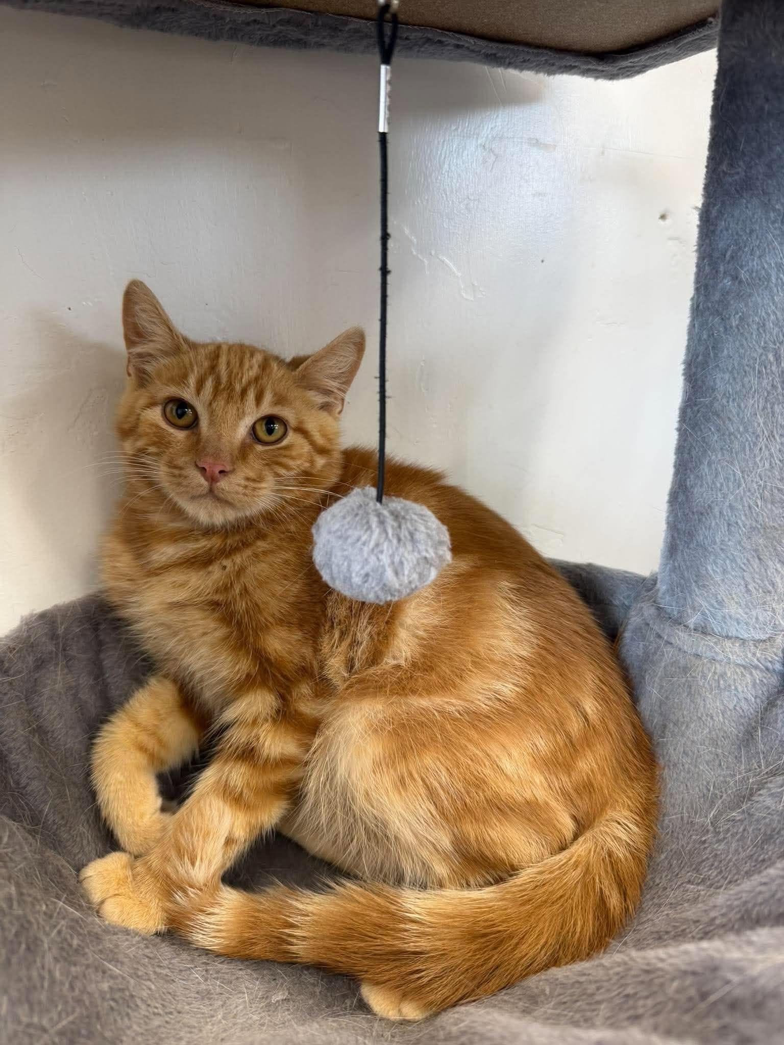 Enlarge Athie, a Adoptable Domestic Short Hair in Roosevelt, UT image 1/5