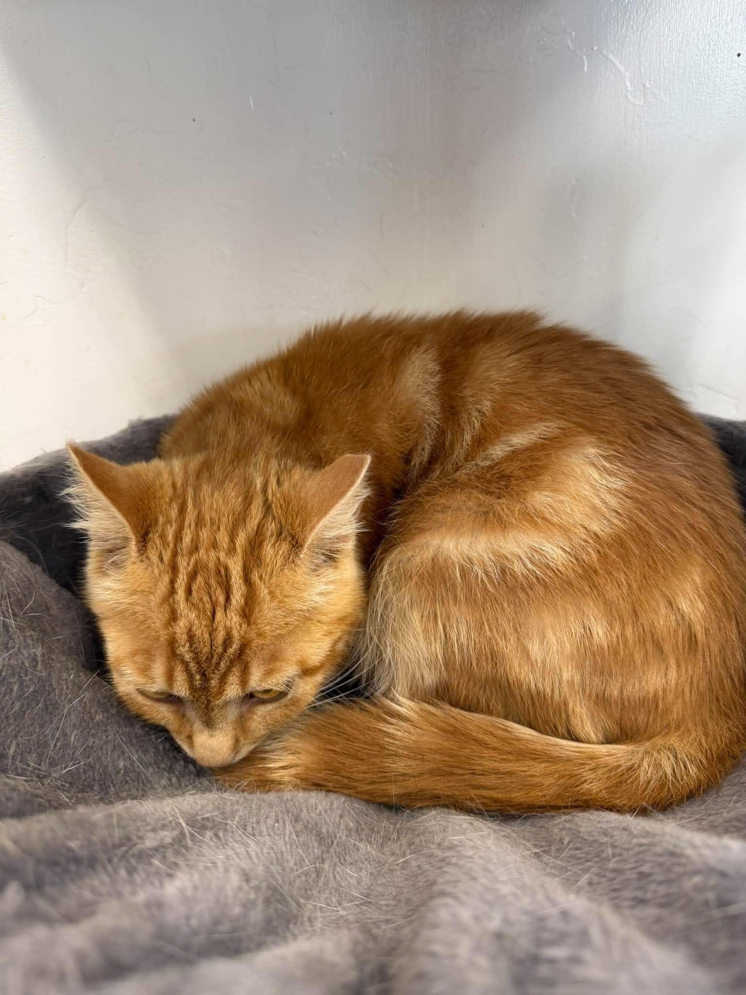 Enlarge Athie, a Adoptable Domestic Short Hair in Roosevelt, UT image 3/5