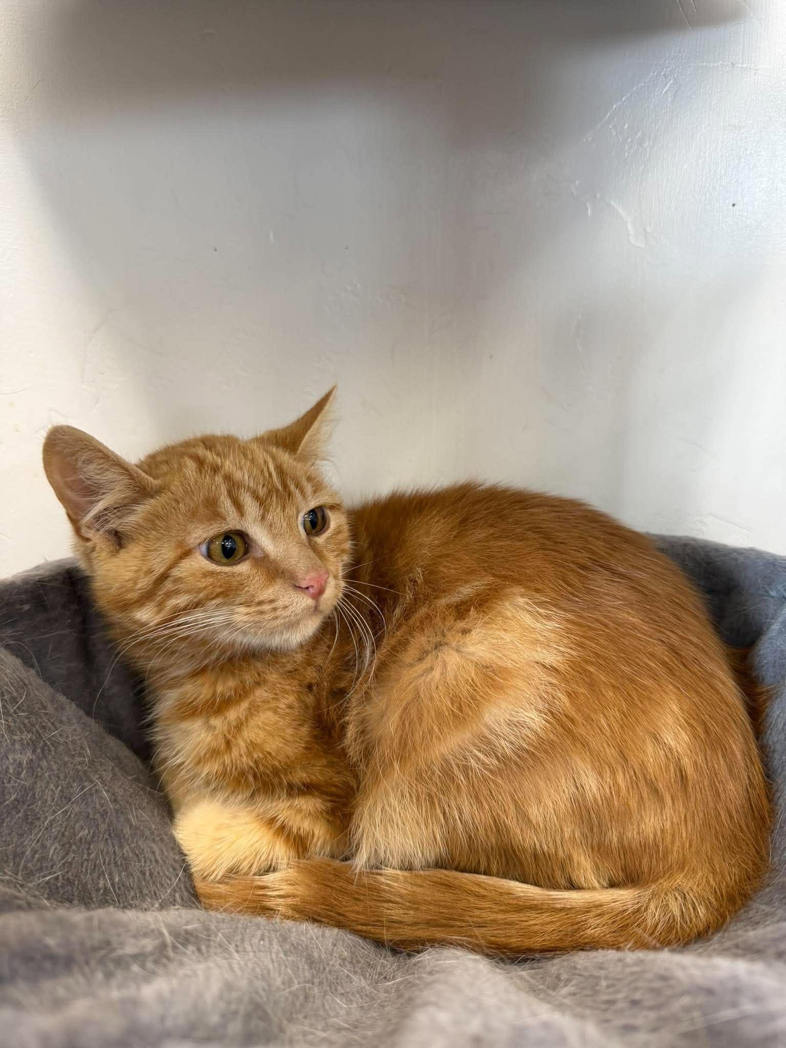 Enlarge Athie, a Adoptable Domestic Short Hair in Roosevelt, UT image 2/5