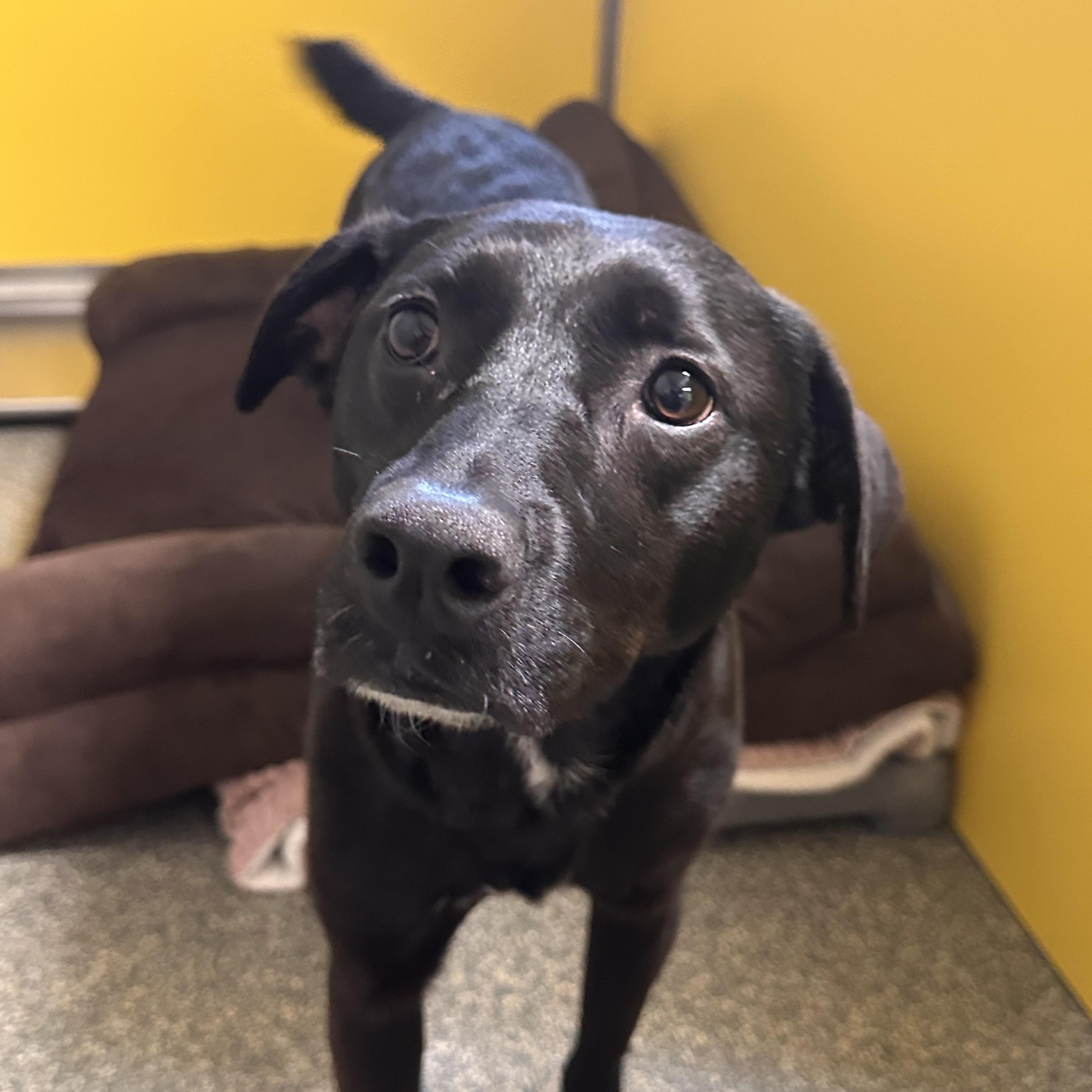 Annabelle , ADOPTABLE, Adult Female Black Labrador Retriever.