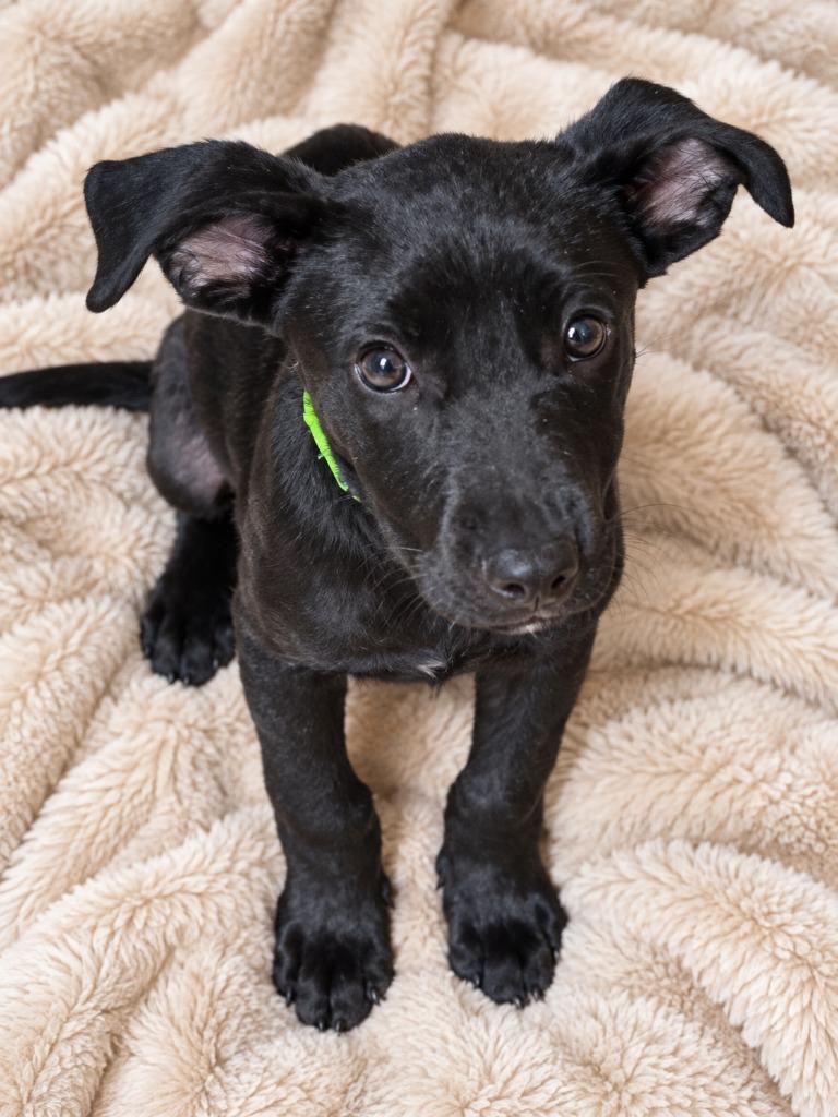 Fifi, Adopted, Puppy Female Labrador Retriever & Mixed Breed.