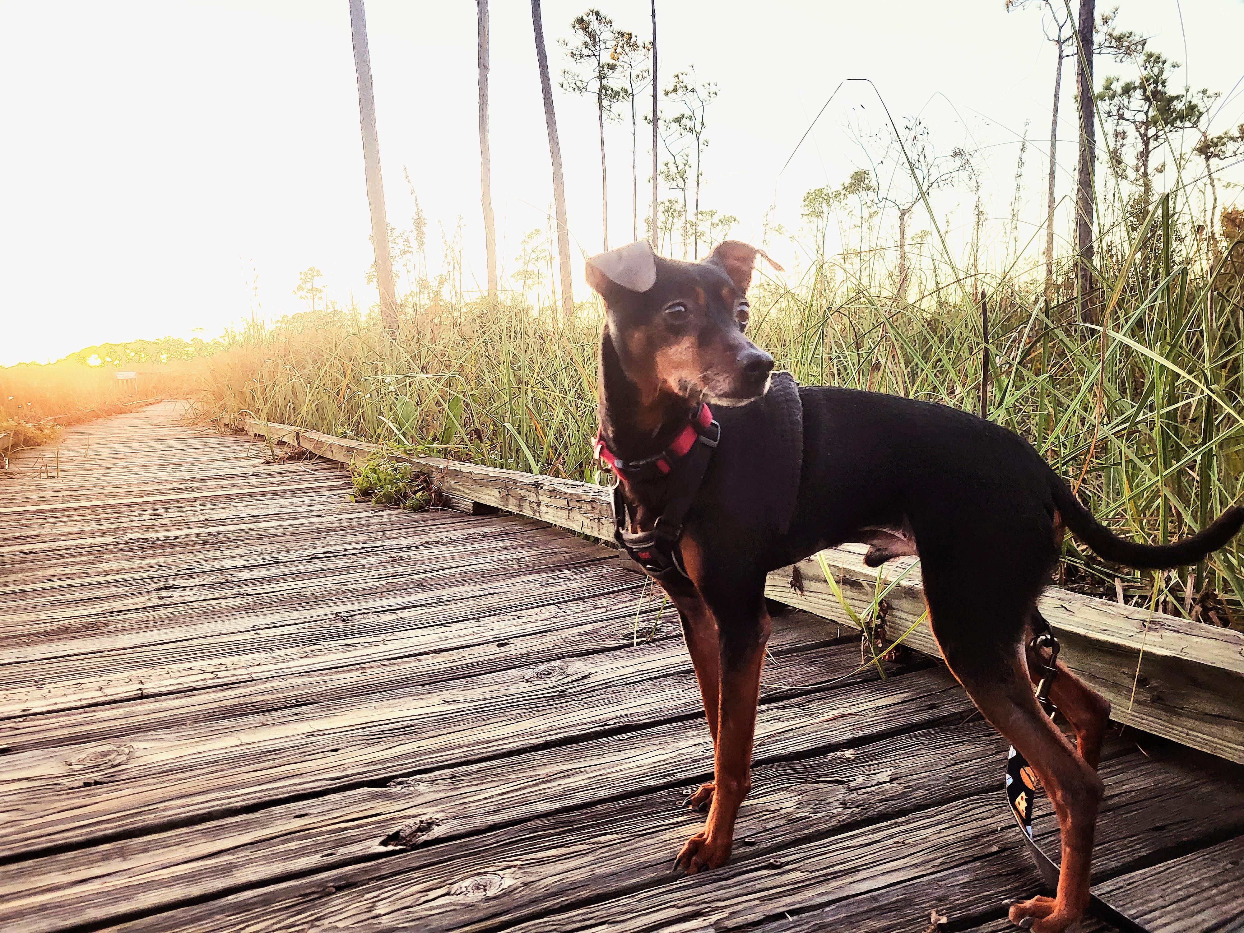 Rhett ***Longest Resident***