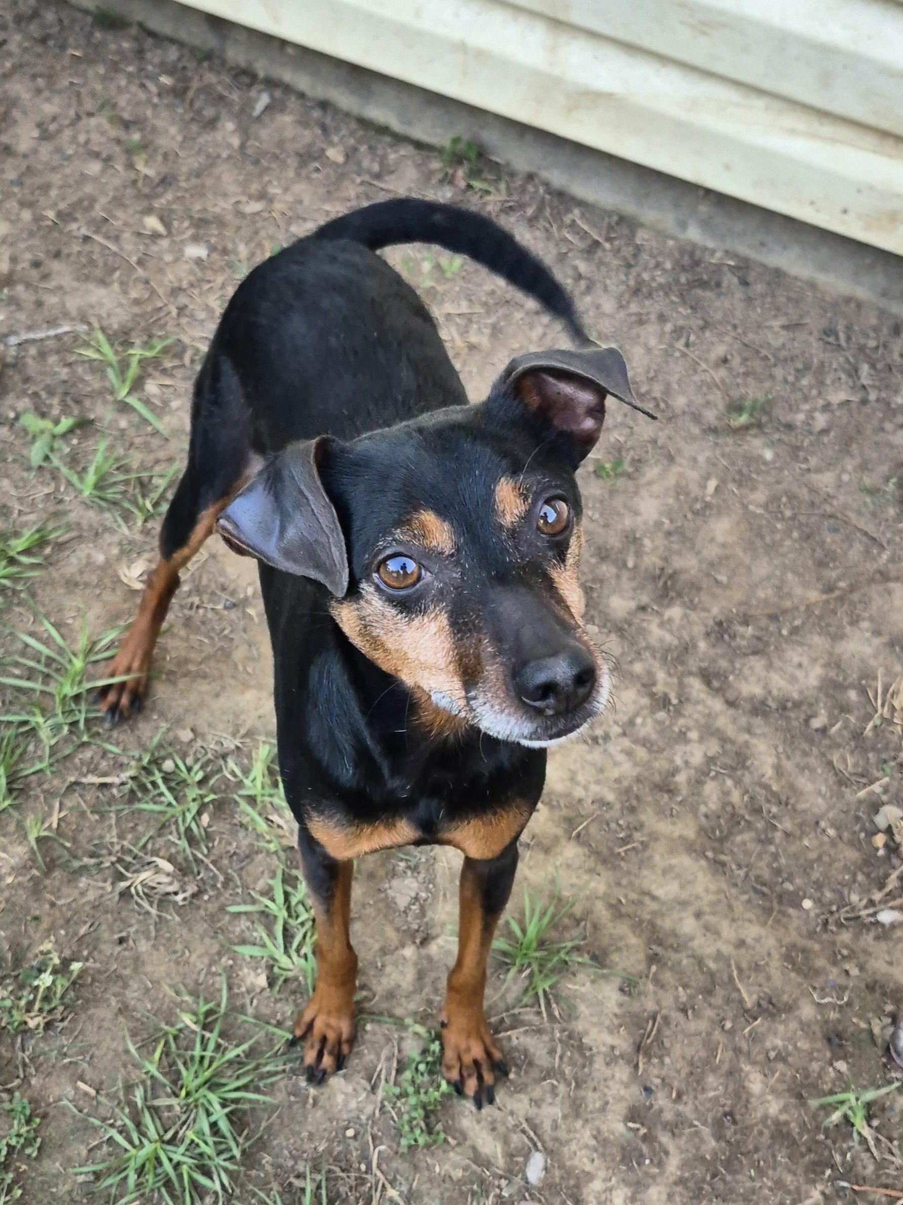 Rhett ***Longest Resident*** Miniature Pinscher Dog