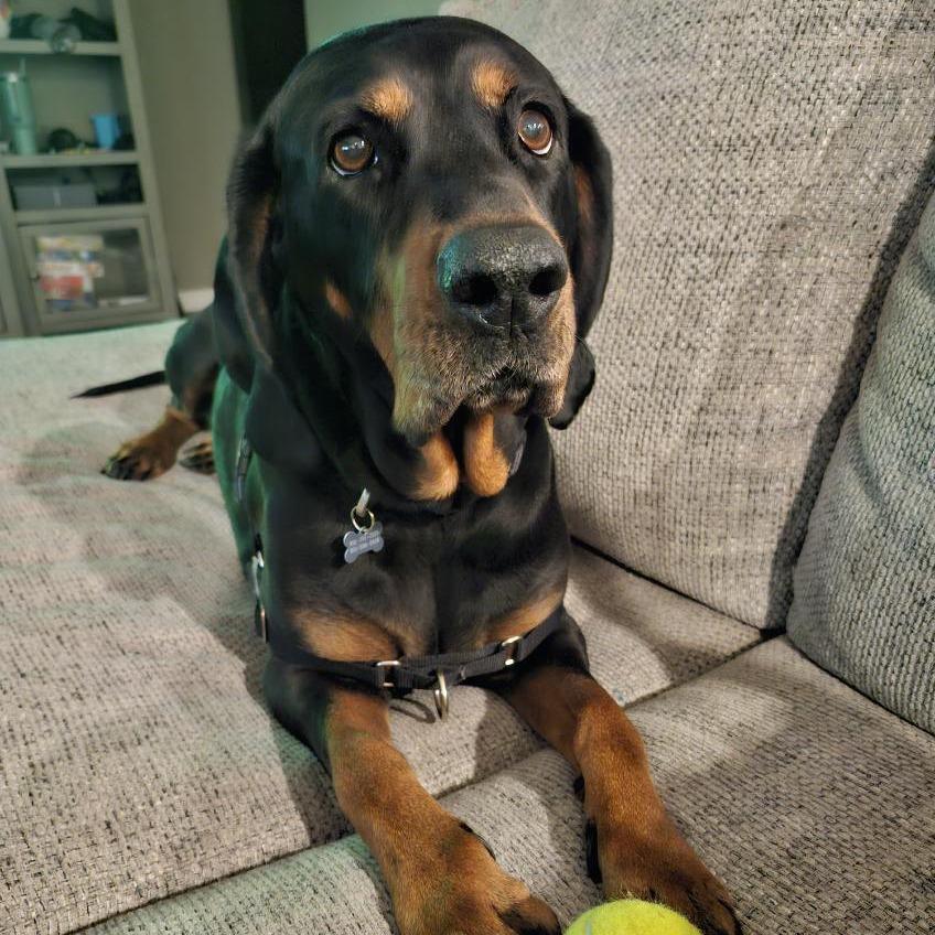 Ginger, a Adoptable Coonhound in Murray, UT image 1/4