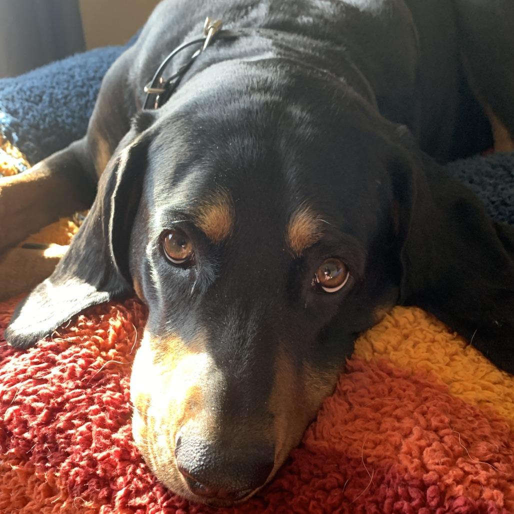 Ginger, a Adoptable Coonhound in Murray, UT image 2/4