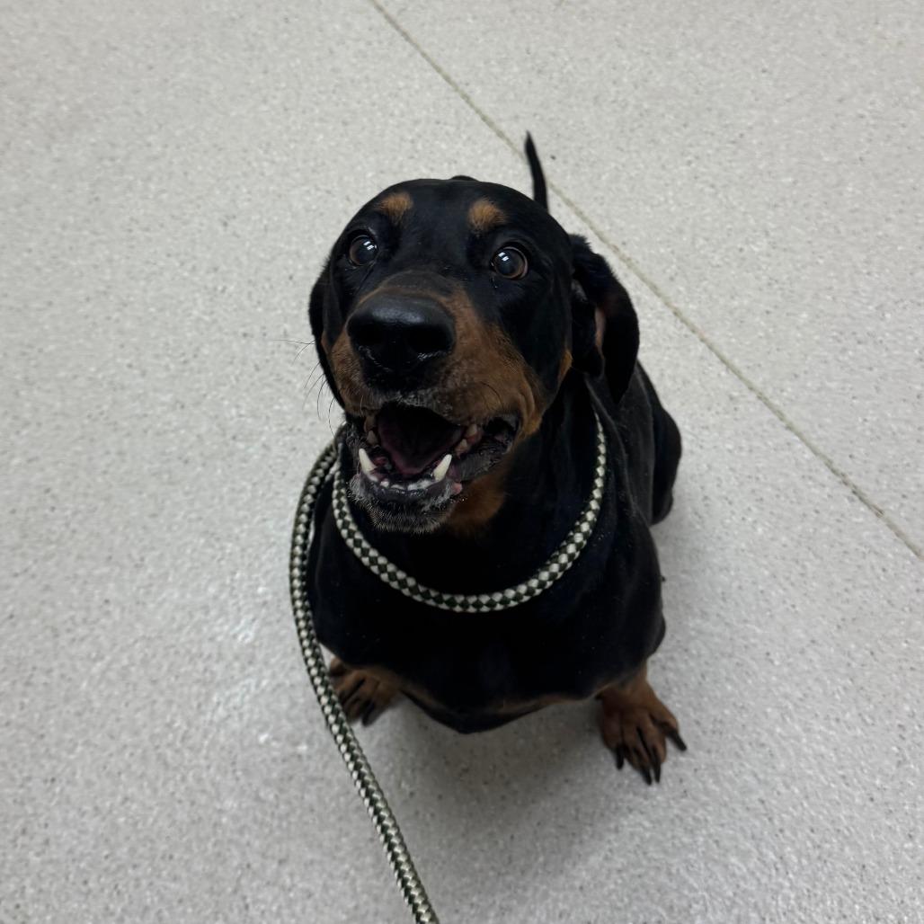 Ginger, a Adoptable Coonhound in Murray, UT image 3/4