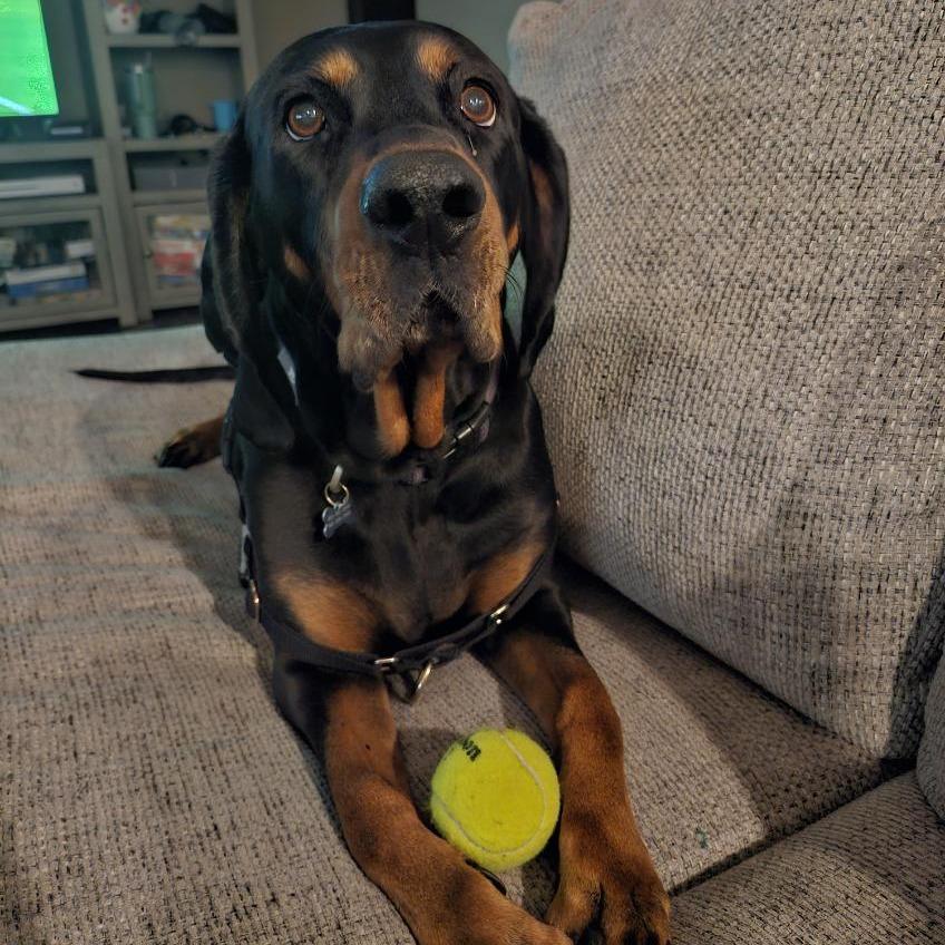 Ginger, a Adoptable Coonhound in Murray, UT image 4/4