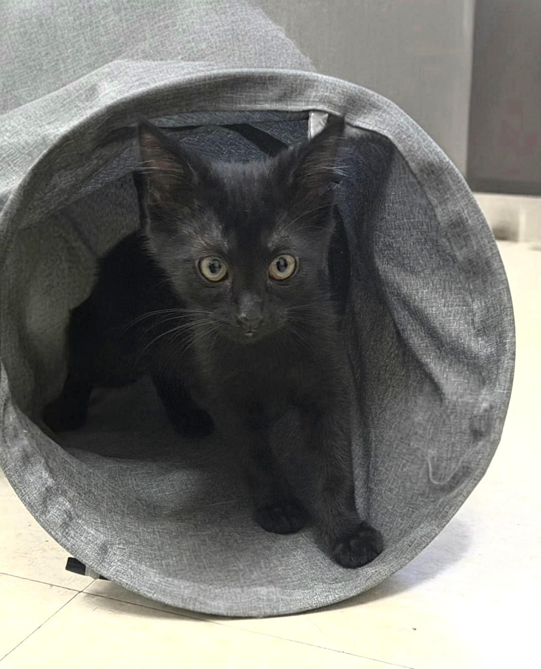 Enlarge Moondancer, a Adoptable Domestic Short Hair in Red Wing, MN image 3/4