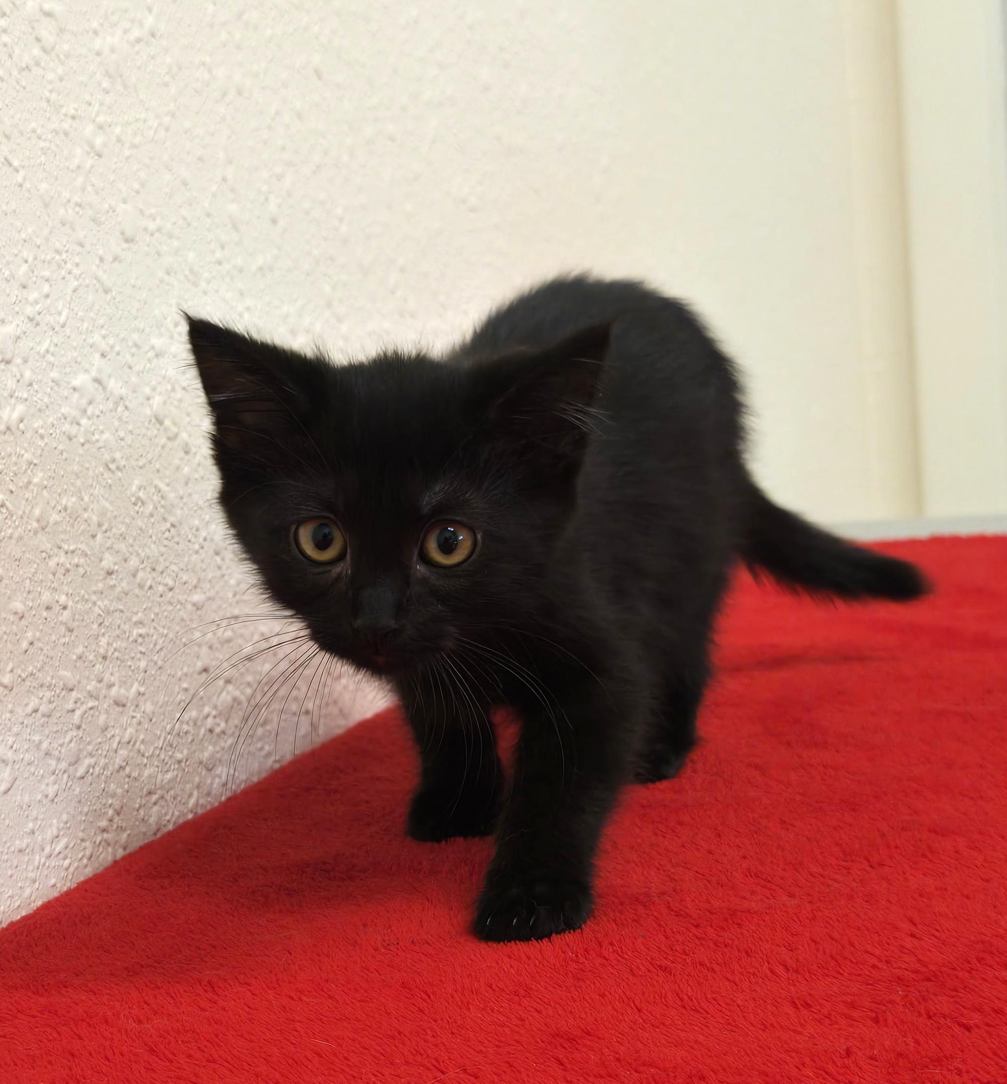 Enlarge Moondancer, a Adoptable Domestic Short Hair in Red Wing, MN image 2/4