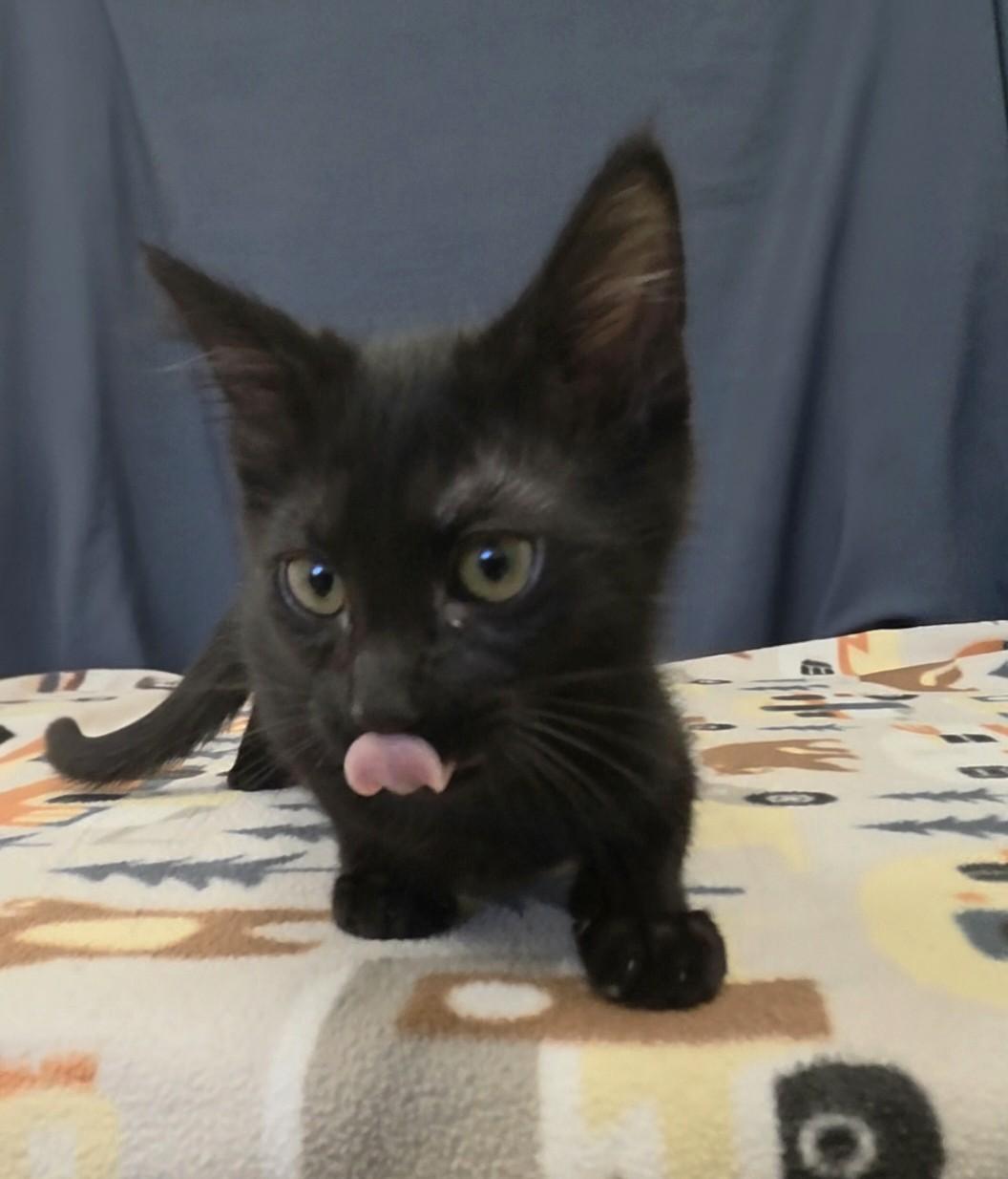 Enlarge Moondancer, a Adoptable Domestic Short Hair in Red Wing, MN image 4/4