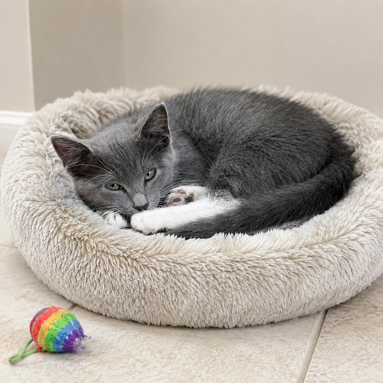 Dribble, an adopted mixed breed in Hillsboro, TX image 1/2