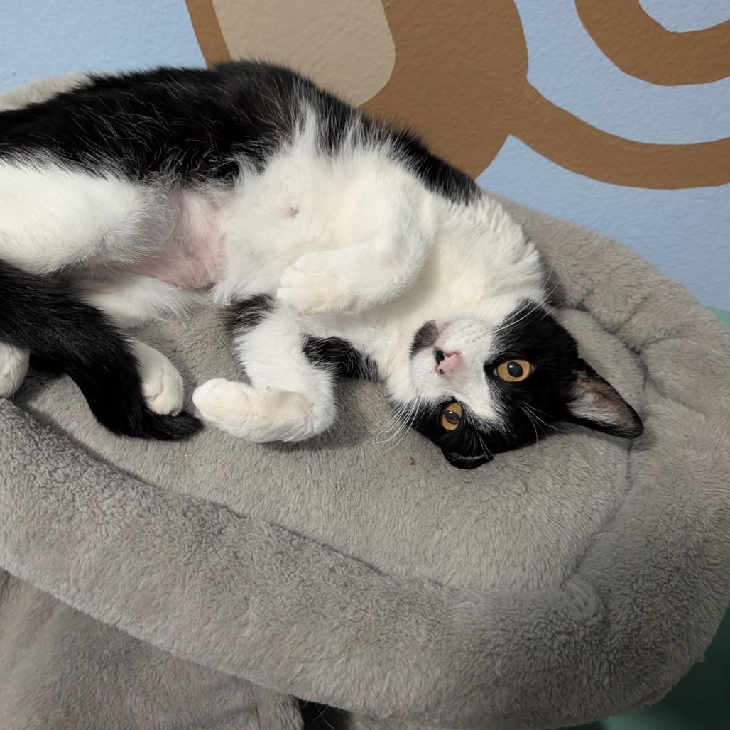 Enlarge Mitzy, a Adoptable Domestic Short Hair in Garden Grove, CA image 1/3