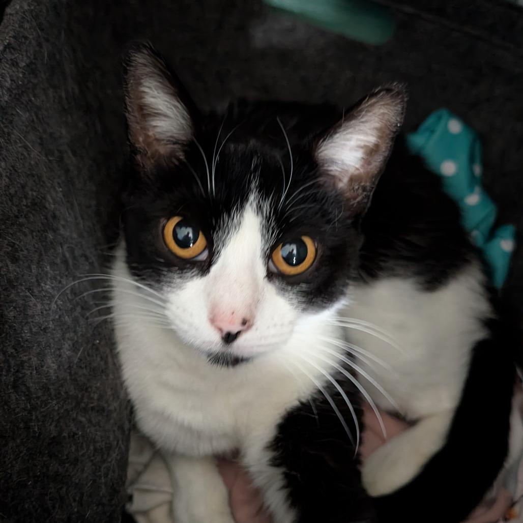 Enlarge Mitzy, a Adoptable Domestic Short Hair in Garden Grove, CA image 2/3