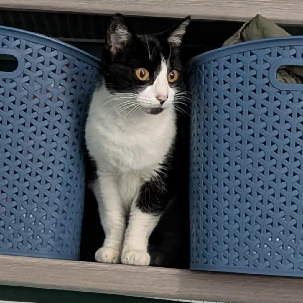 Enlarge Mitzy, a Adoptable Domestic Short Hair in Garden Grove, CA image 3/3