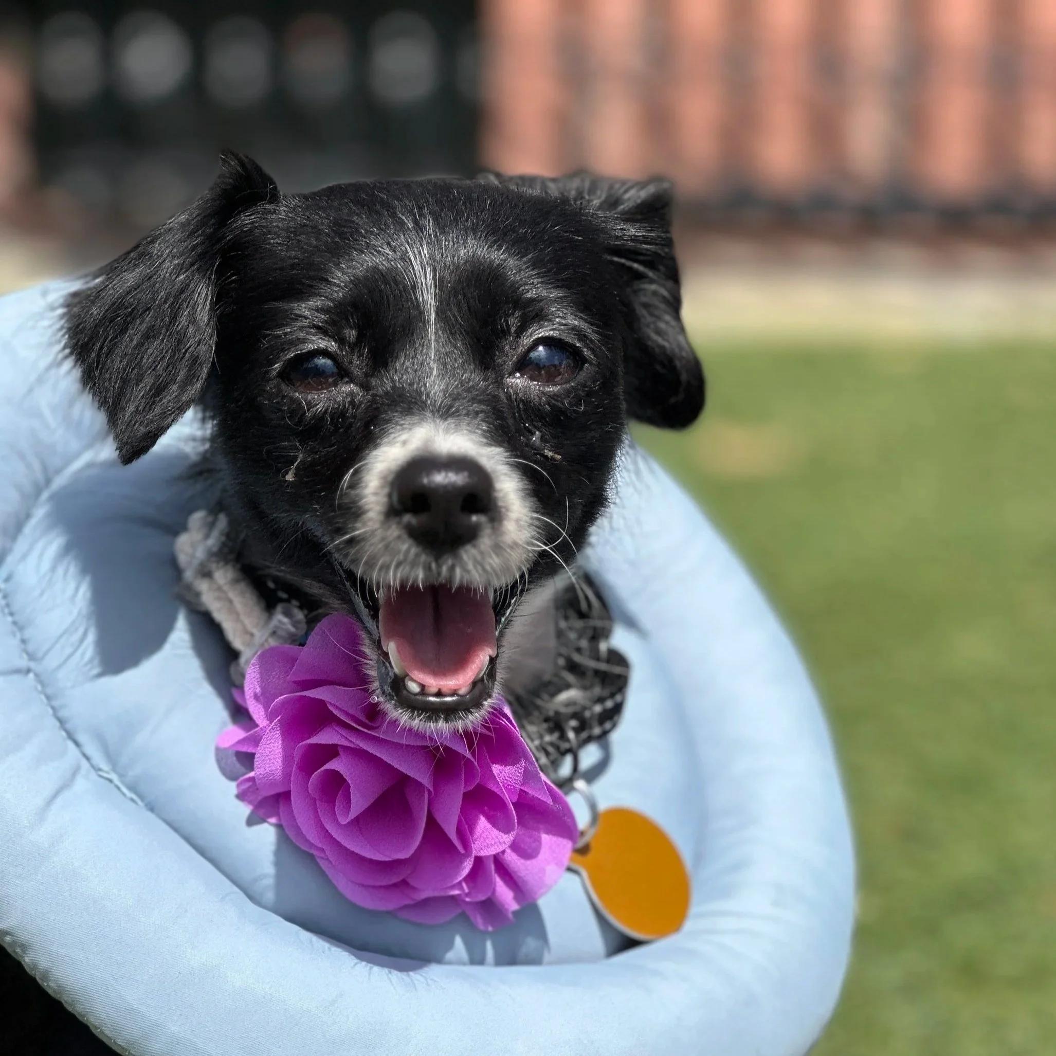 VIOLET, ADOPTABLE, Young Female Chihuahua.