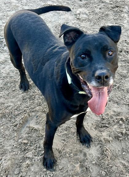 Tobias, Adoptable, Adult Male Labrador Retriever & Mixed Breed.