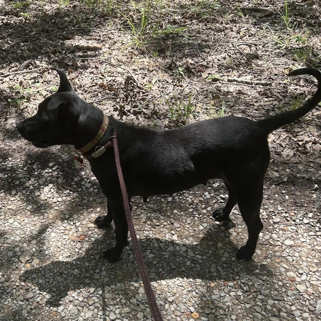 Maggie, Adoptable, Adult Female Black Labrador Retriever & Pit Bull Terrier.