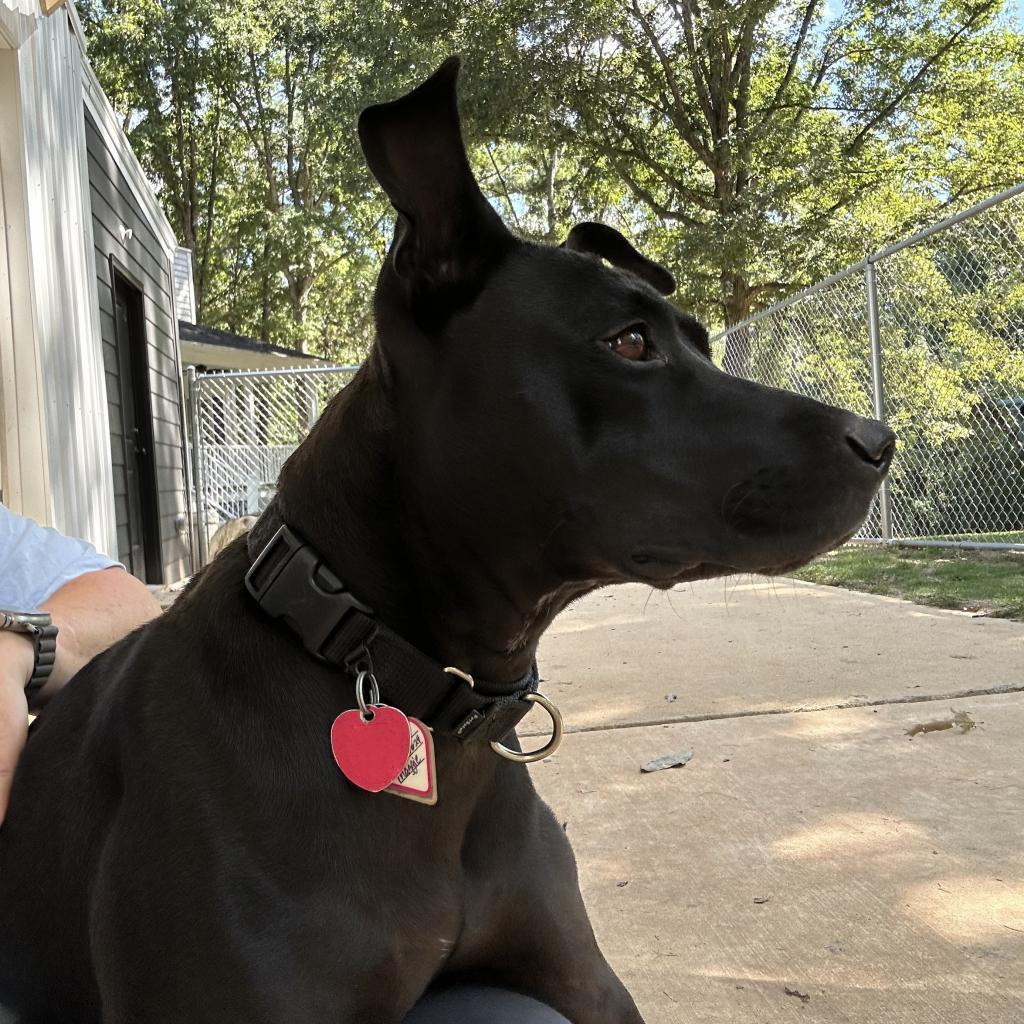 Maggie, a Adoptable mixed breed in Tuscaloosa, AL image 2/6