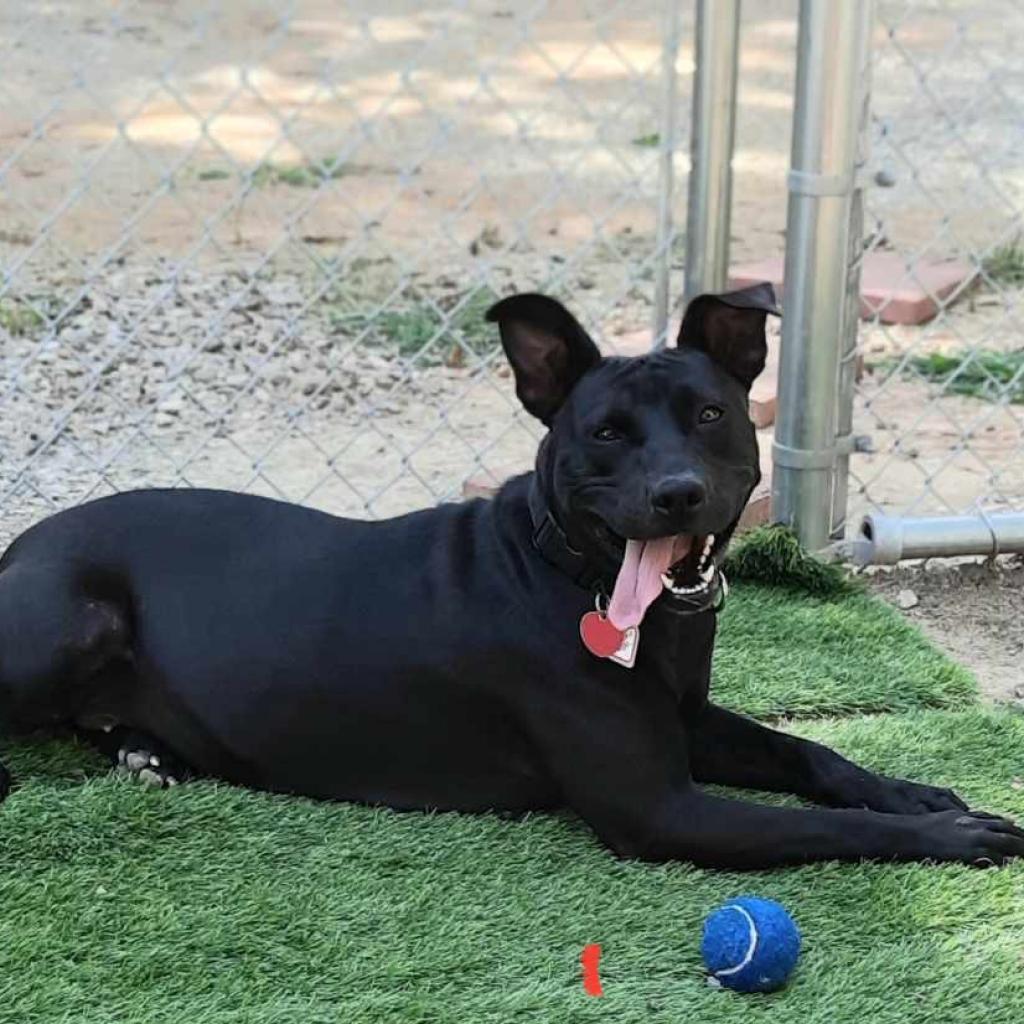 Maggie, a Adoptable mixed breed in Tuscaloosa, AL image 3/6