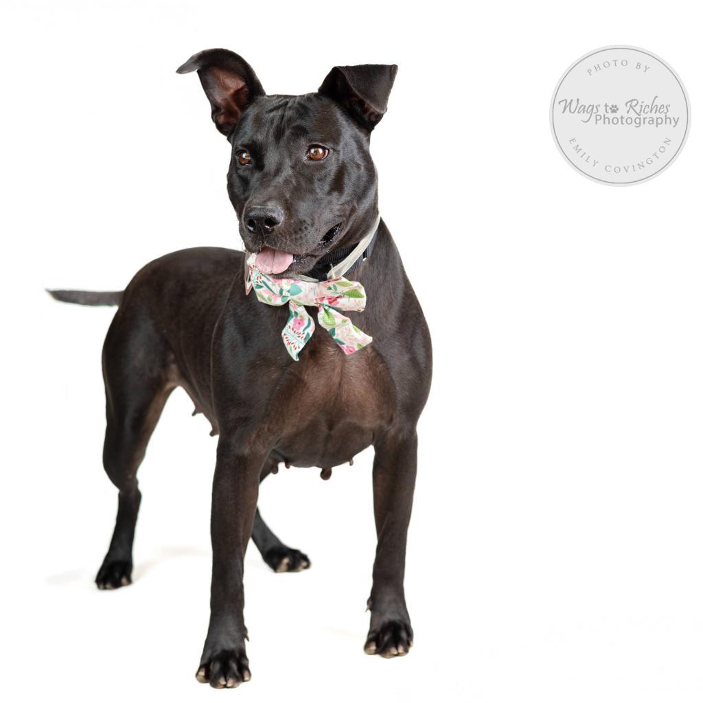 Maggie, a Adoptable mixed breed in Tuscaloosa, AL image 4/6