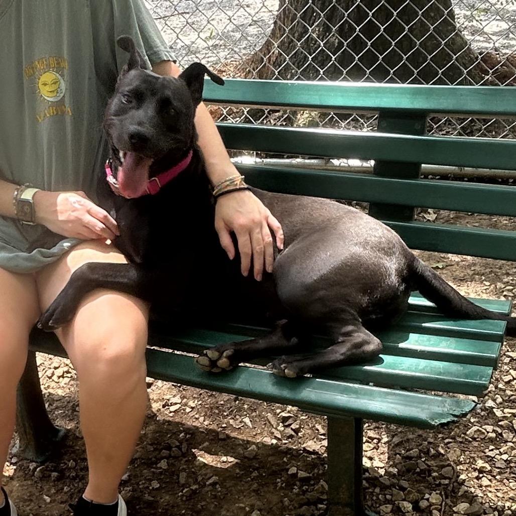 Maggie, a Adoptable mixed breed in Tuscaloosa, AL image 5/6