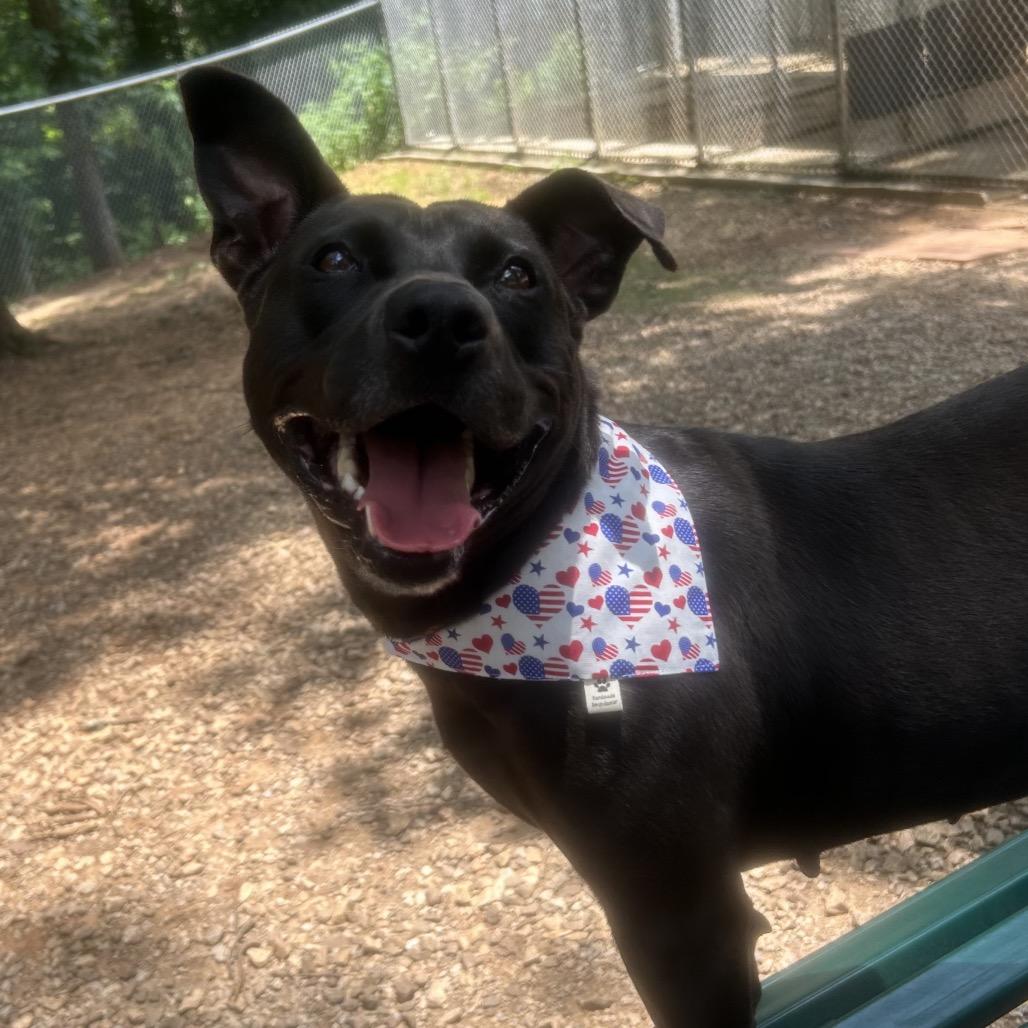 Maggie, a Adoptable mixed breed in Tuscaloosa, AL image 4/5