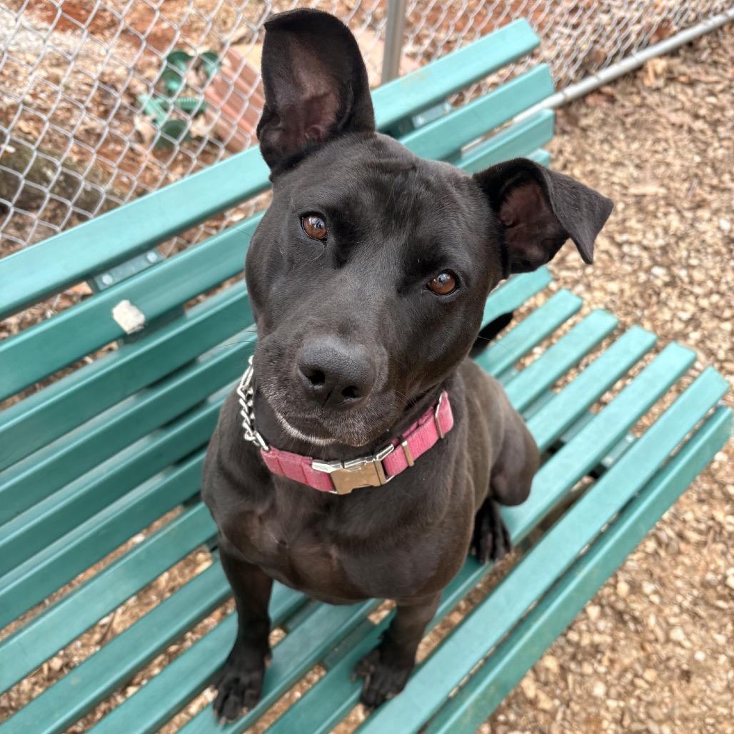 Maggie, a Adoptable mixed breed in Tuscaloosa, AL image 4/6