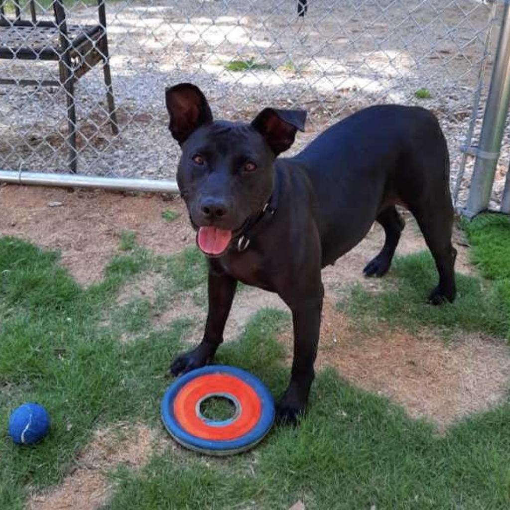 Maggie, a Adoptable mixed breed in Tuscaloosa, AL image 6/6
