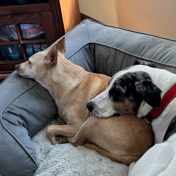 Enlarge Freddy, a Adoptable mixed breed in Hopkinton, MA image 5/6