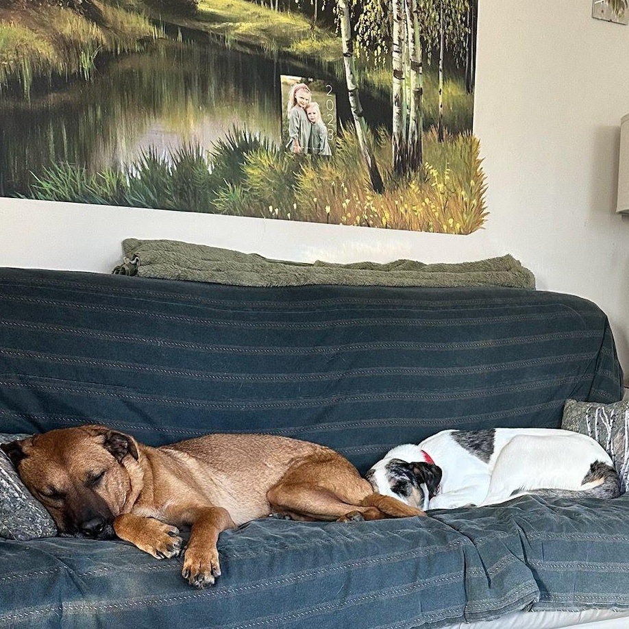 Enlarge Freddy, a Adoptable mixed breed in Hopkinton, MA image 4/6