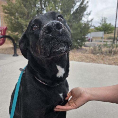 Lyra, a Adoptable mixed breed in Grand Junction, CO image 1/4