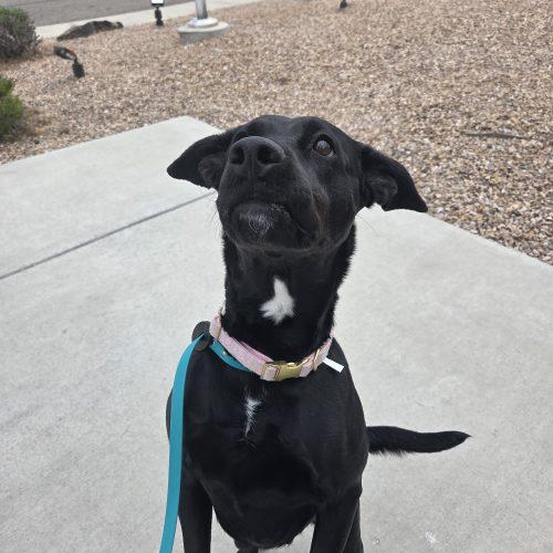 Lyra, a Adoptable mixed breed in Grand Junction, CO image 2/4