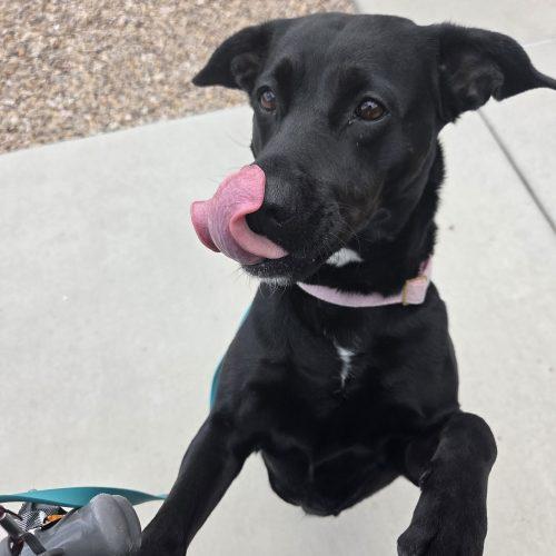Lyra, a Adoptable mixed breed in Grand Junction, CO image 3/4