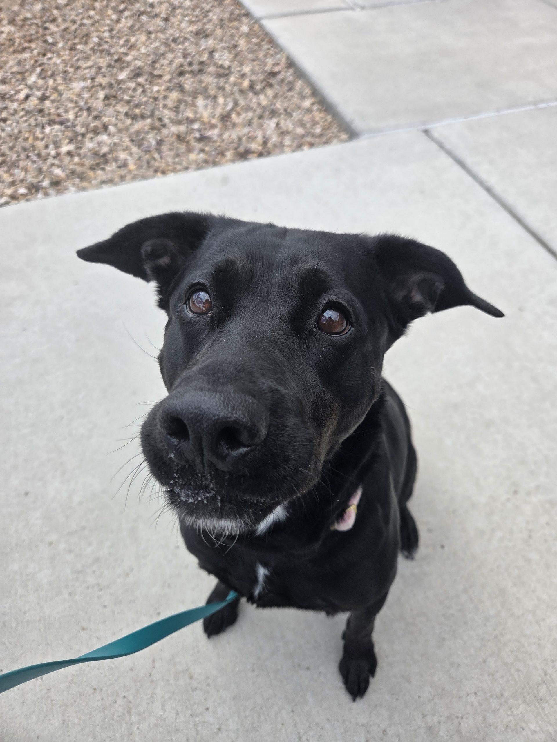 Lyra, a Adoptable mixed breed in Grand Junction, CO image 4/4
