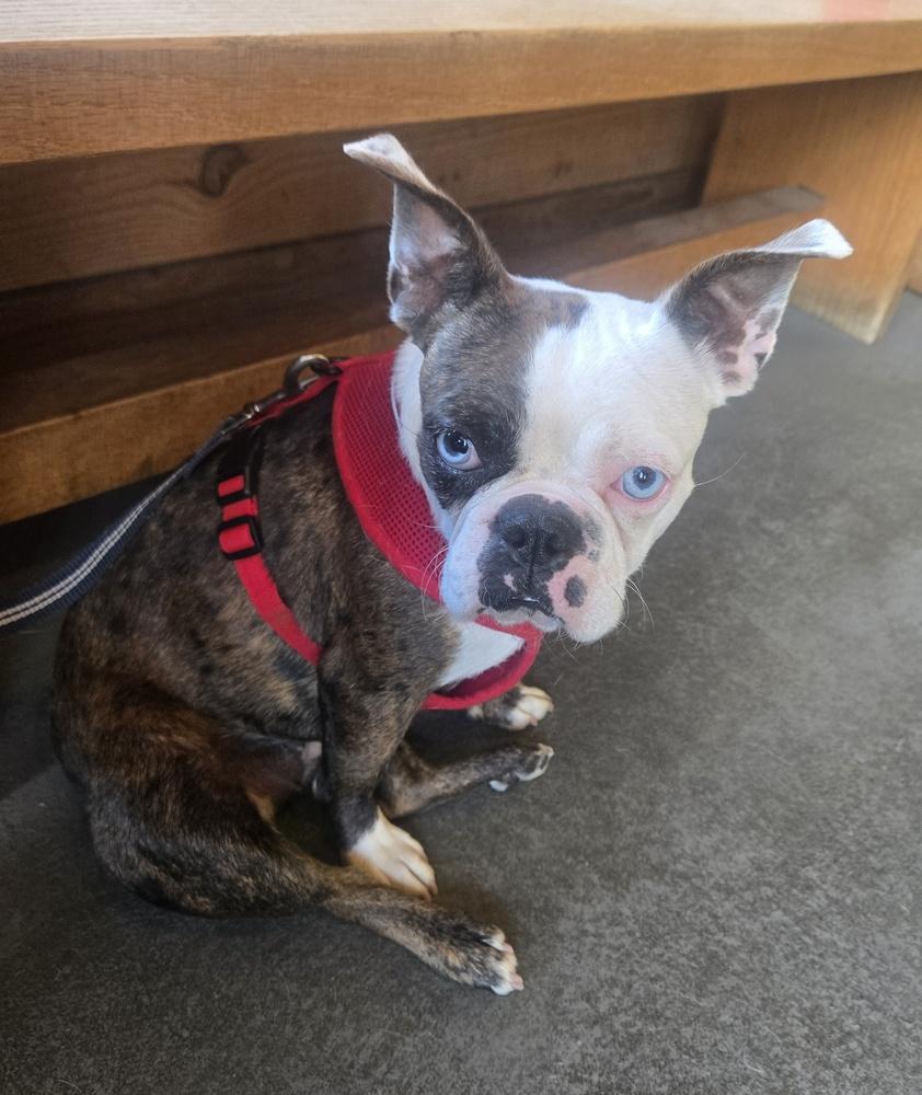 Milly Frenchton, Adoptable, Young Female French Bulldog & Boston Terrier.