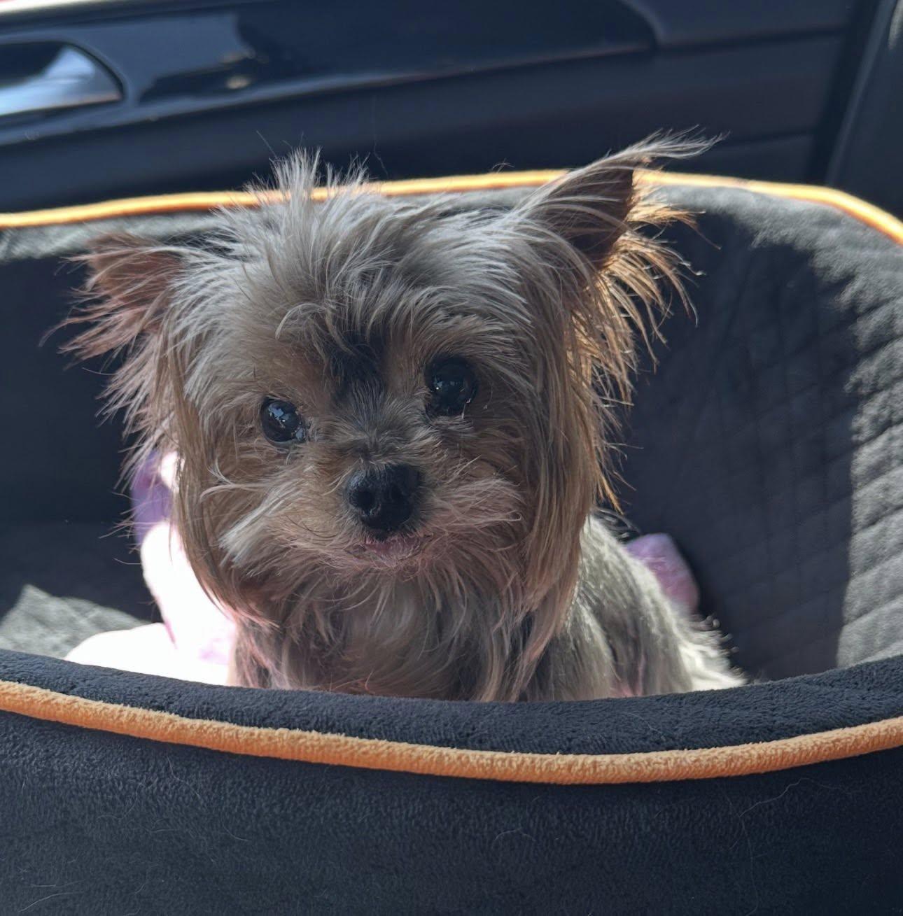 Enlarge Louie, a ADOPTABLE Yorkshire Terrier in Henderson, NV image 3/3