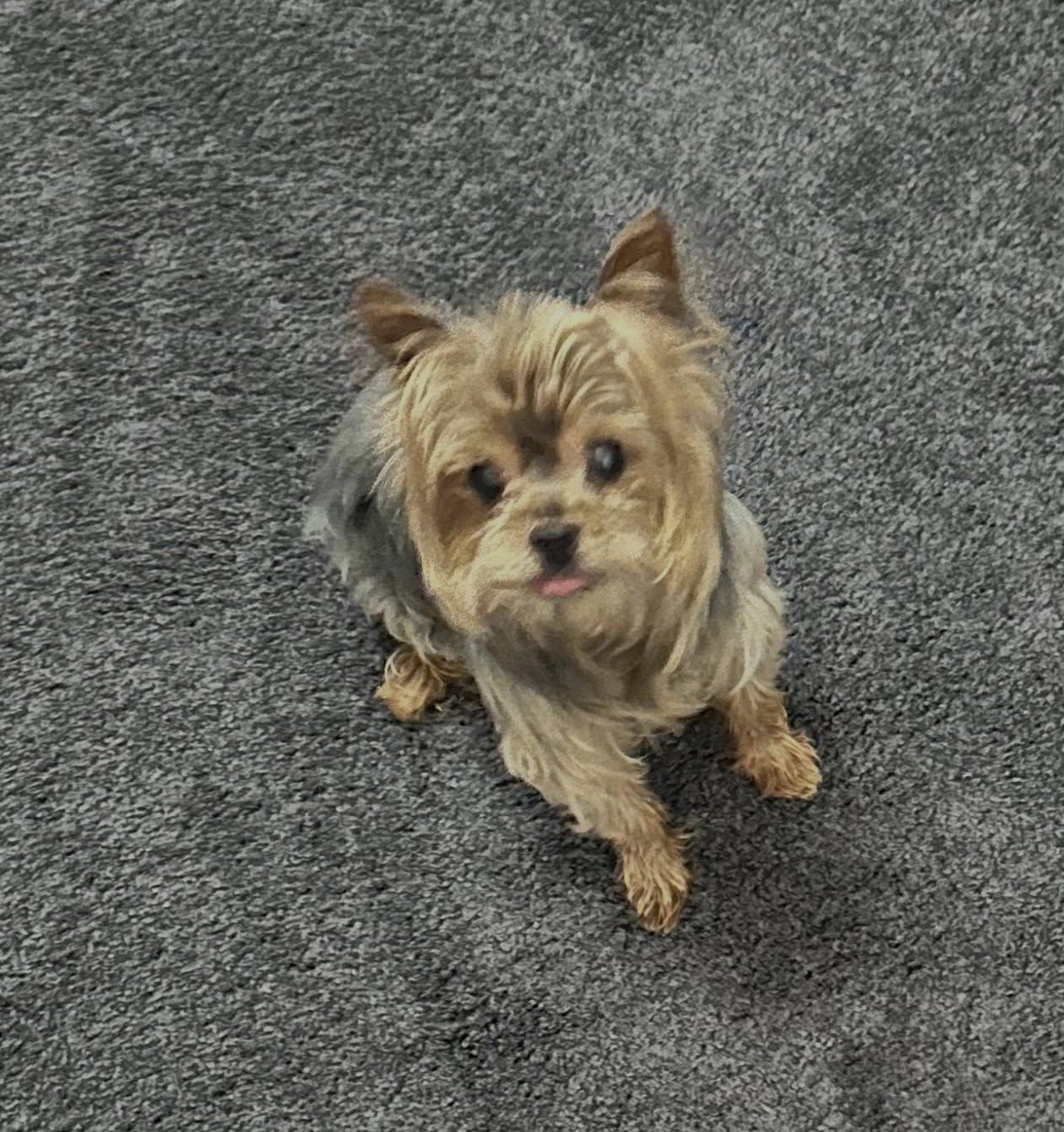 Enlarge Louie, a ADOPTABLE Yorkshire Terrier in Henderson, NV image 2/3
