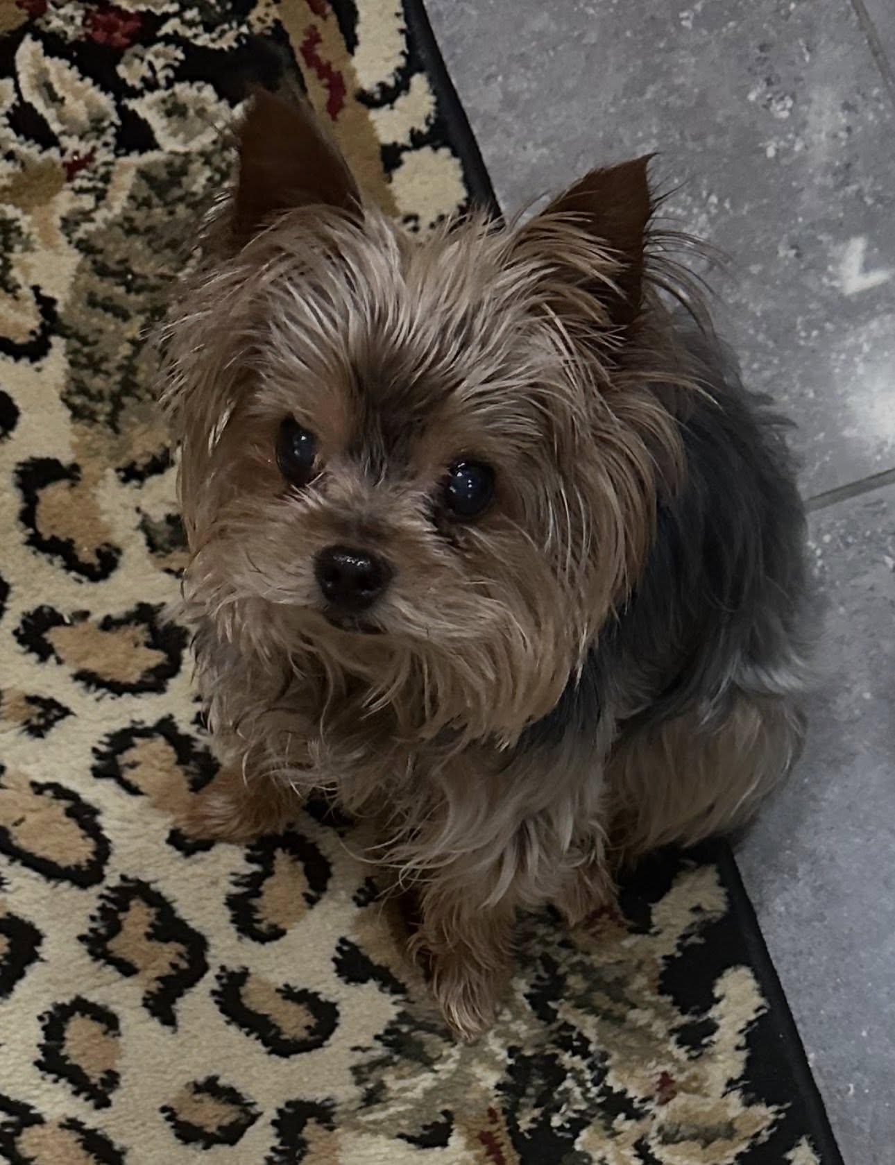 Louie, ADOPTABLE, Senior Male Yorkshire Terrier.