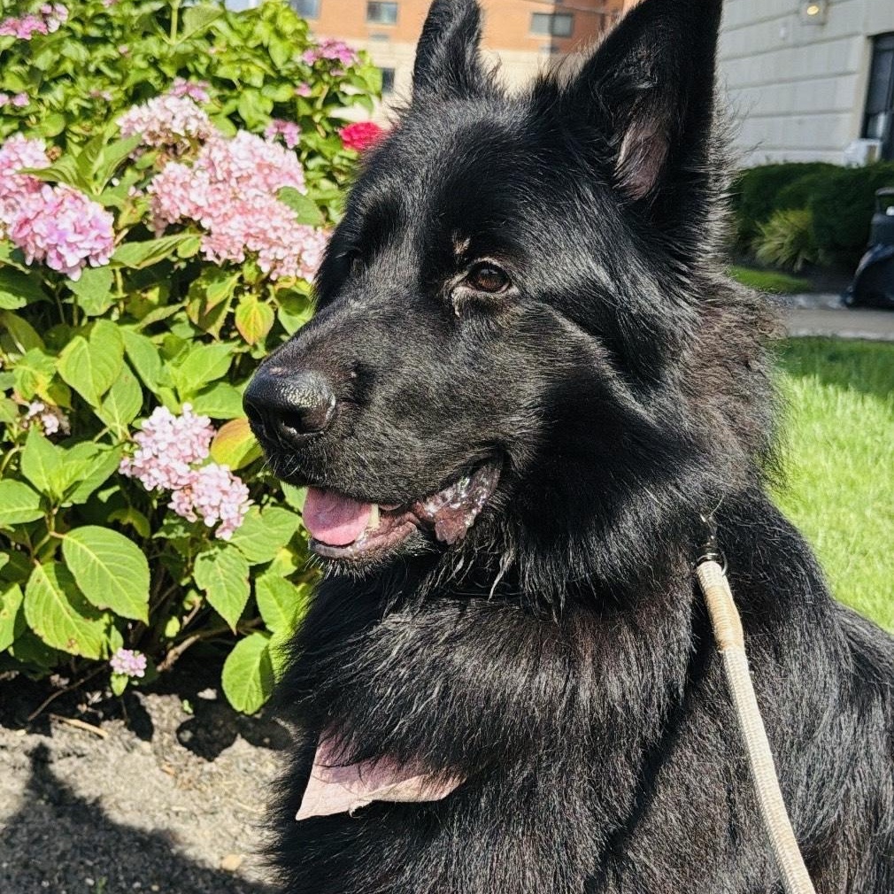 Romeo, a Adopted German Shepherd Dog in Edison, NJ image 1/2