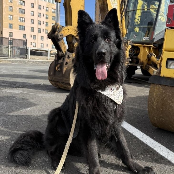 Romeo, a Adopted German Shepherd Dog in Edison, NJ image 2/2