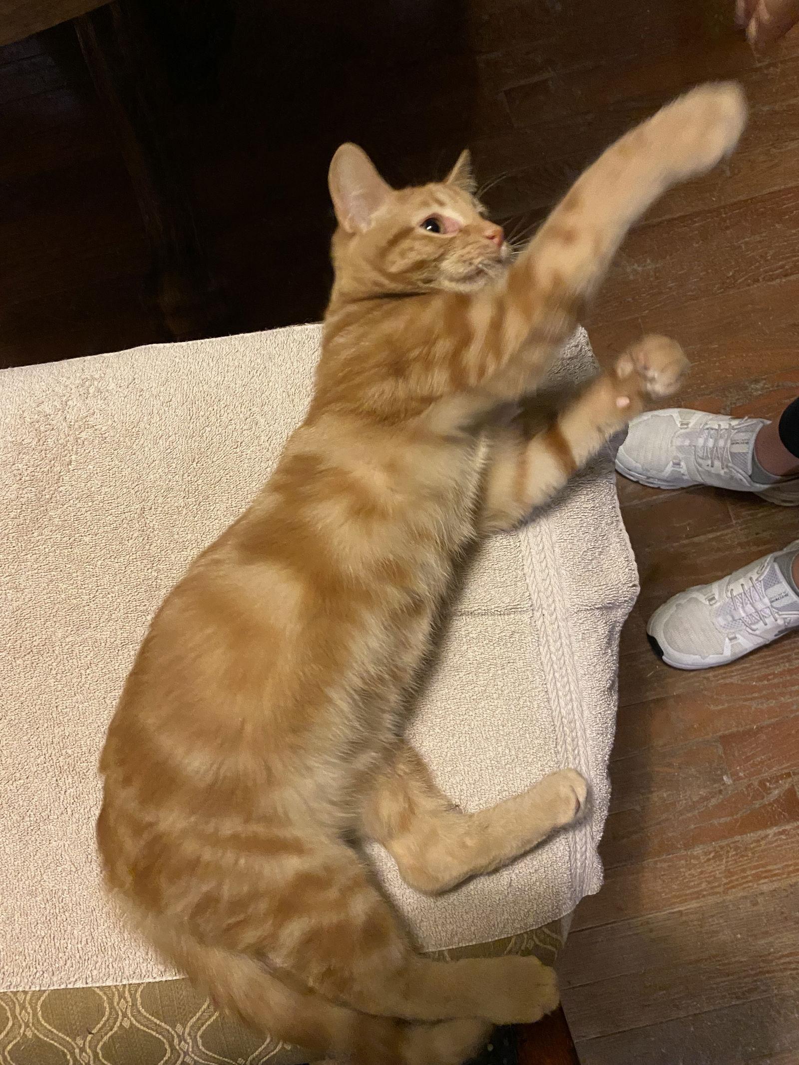 Willi, Adopted, Kitten Male Tabby.