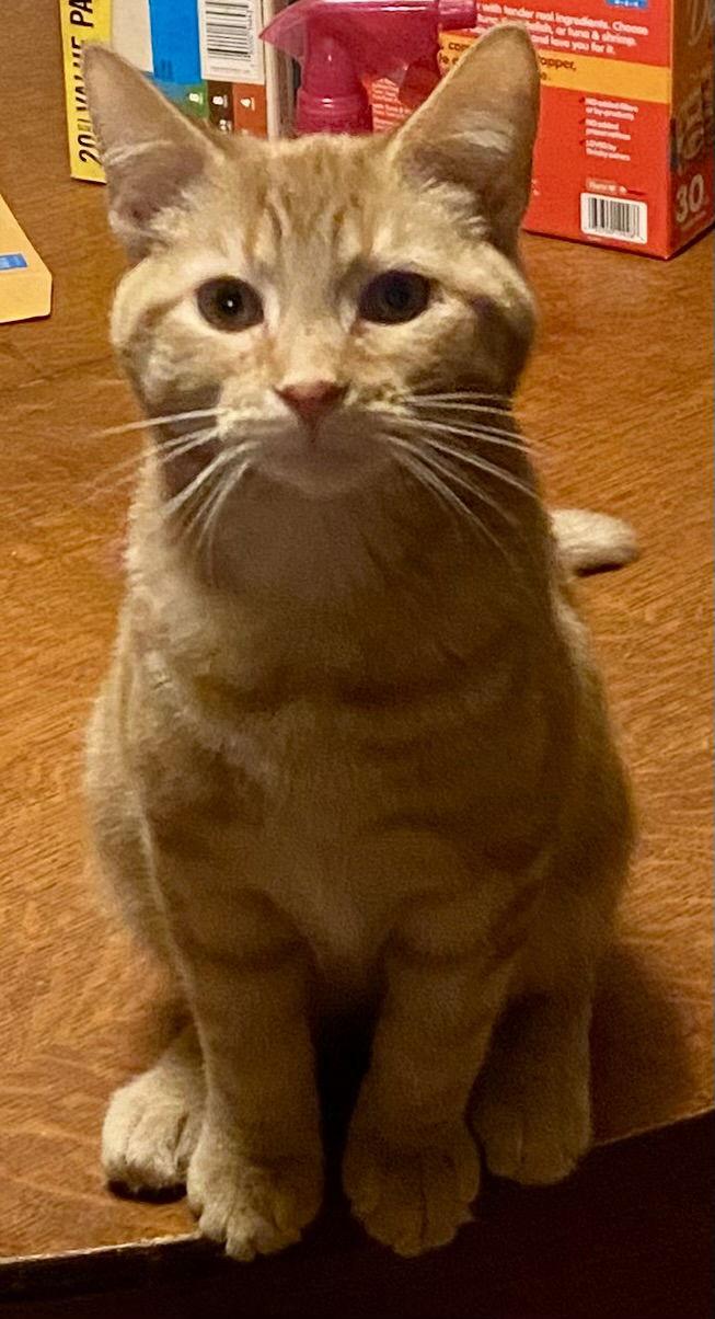 Enlarge Willi, a Adopted Tabby in Versailles, KY image 2/3