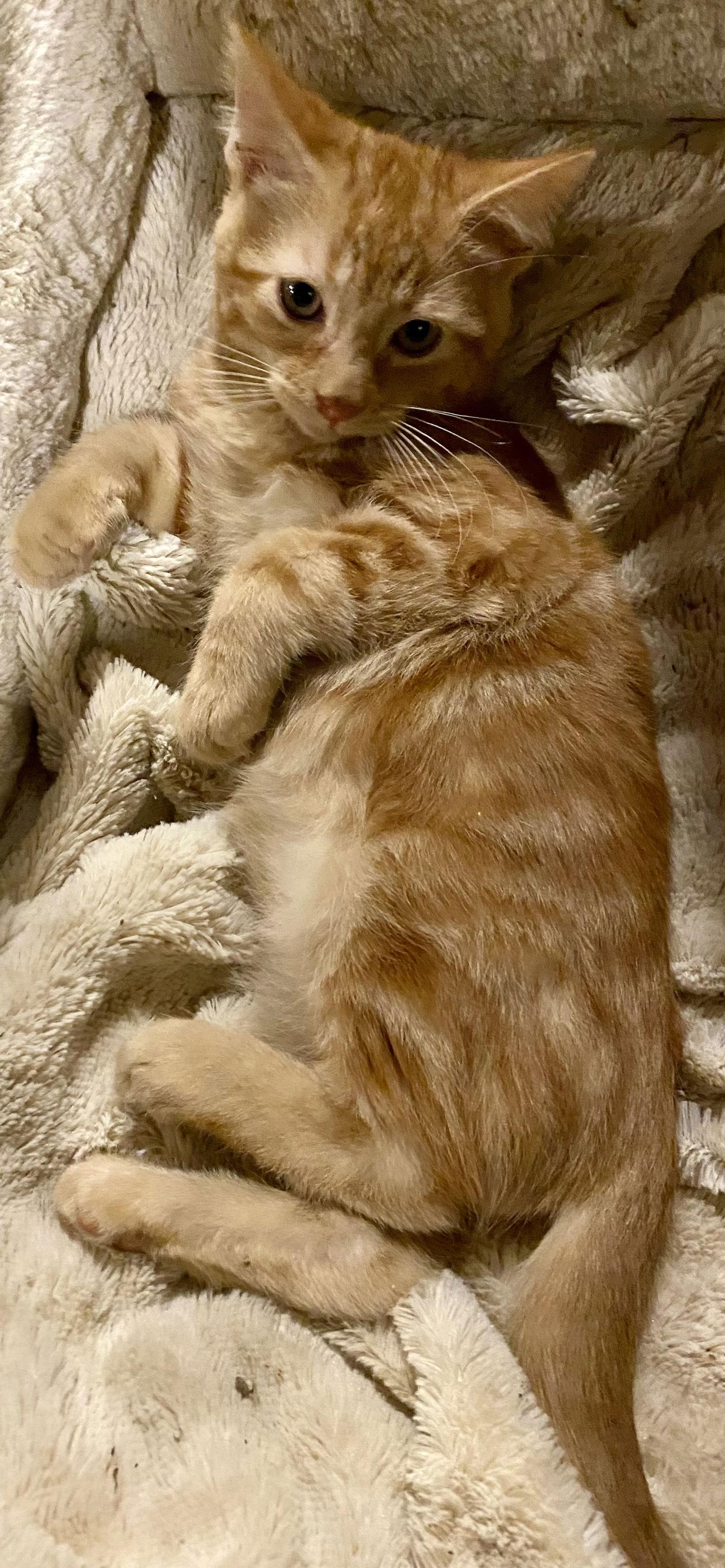 Enlarge Willi, a Adopted Tabby in Versailles, KY image 3/3