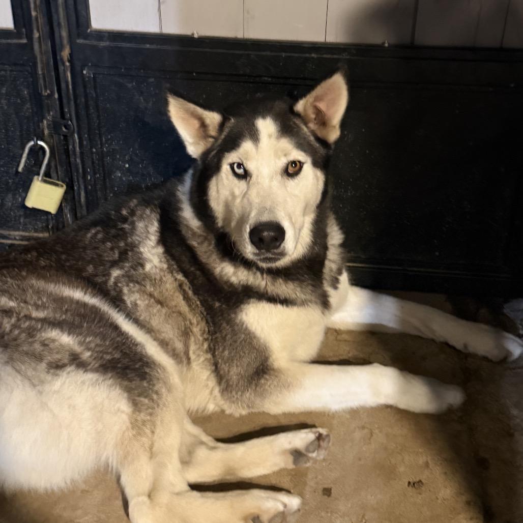 Enlarge Rocky, a Adoptable mixed breed in Riverside, CA image 2/5